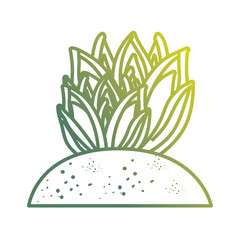 Desert plant draw
