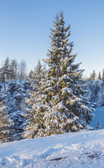 Spruce in the snow on a winter day