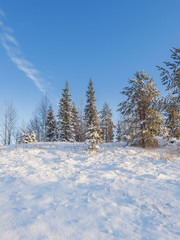Snow-covered hill with fir trees on top