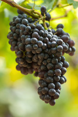 Ripe grapes in fall Ripe grapes growing at wine fields