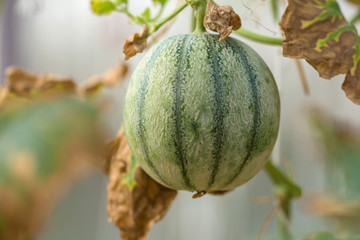 Cantaloup green melon growing in farm supported by string melon nets