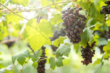Fototapeta premium Ripe grapes in fall Ripe grapes growing at wine fields