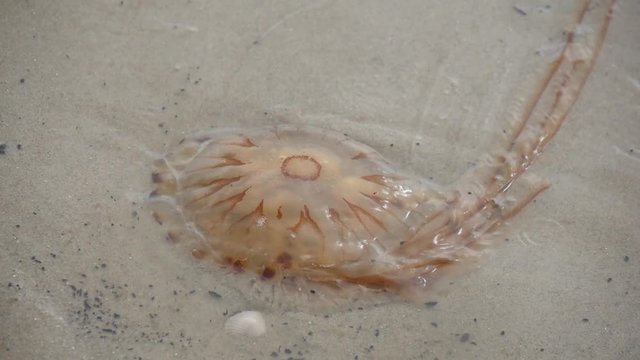 Medusa sulla spiaggia