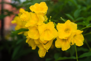 Obraz premium yellow flower in the sunny garden