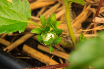 close-up of the strawberry flower in the garden