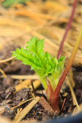 young strawberry plants growing in soil