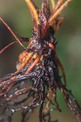 close up of bare root strawberry plant