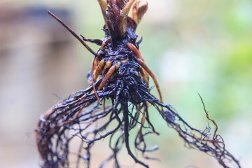 close up of bare root strawberry plant