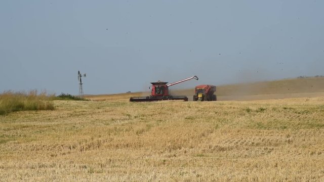 Cosecha de Cebada en pampa Humeda, Provincia de Buenos Aires, Argentina