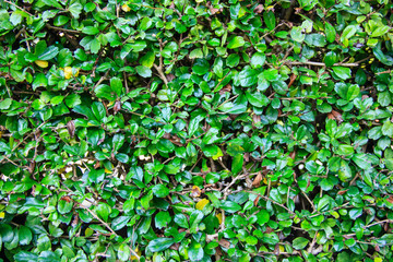 green leaf background