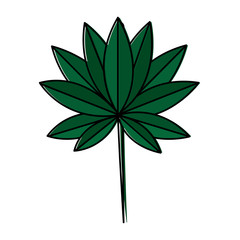 tropical leaf plant natural wild botanical vector illustration