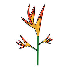 exotic tropical flower bird of paradise vector illustration