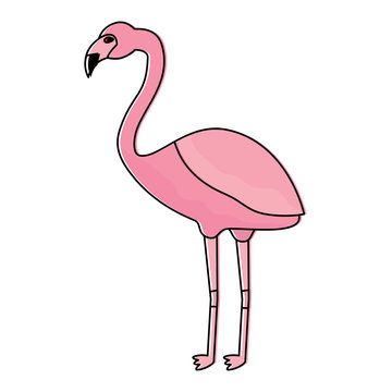 flamingo exotic bird decorative flat design vector illustration