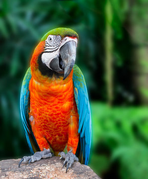 Macaw parrot, Colorful bird perching on branch. Portrait of amazon's parrot in the nature habitat.