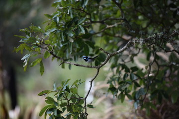 Superb Blue Fairy Wren