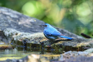 Beautiful blue Nilgiri flycatcher standing on rock near small pond in the forest