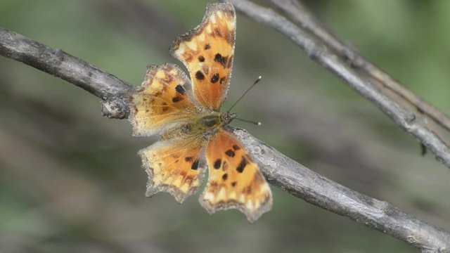 Zephyr Anglewing