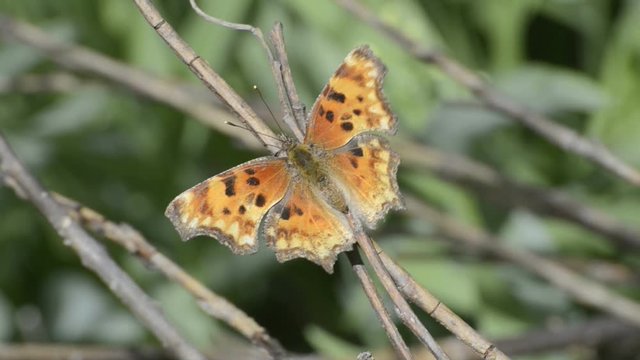 Zephyr Anglewing