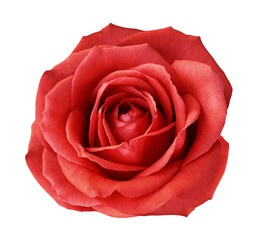 Red rose on a white isolated background with clipping path. no shadows. Closeup. For design, texture, borders, frame, background. Nature.