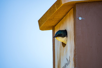 swallow baby with head out of the birdhouse under the blue sky