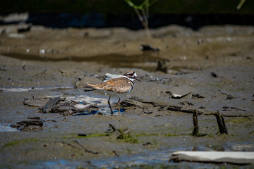 sandpiper walking on the muddy ground near the river bank