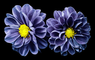 Blue-violet flowers dahlias on black isolated background with clipping path.  No shadows. Closeup.  Nature.