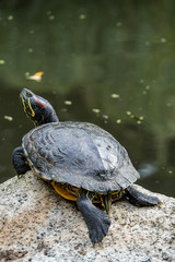 Obraz premium big turtle resting on the rock in the pond in the shade