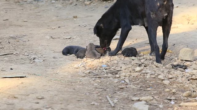 Dog and puppies on the street in Mrauk U, Burma, Myanmar