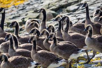 a flock of young geese resting on the river bank under the sun