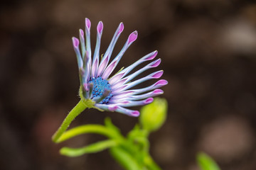 pink whirligig daisy flower with brown  background