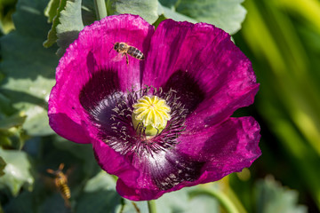 Naklejka premium single magenta poppy flower under the sun 