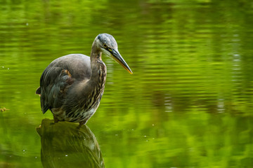 great blue heron standing inside calm green pond waiting for the fish