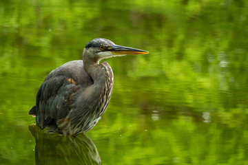 portrait of great blue heron in the green pond