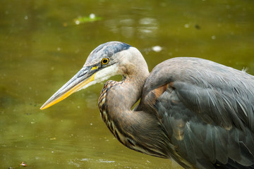 close of of great blue heron in the pond searching for fish