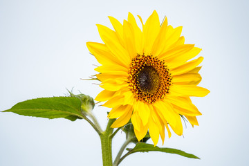 single yellow sunflower with big green leaves on both sides with bright background