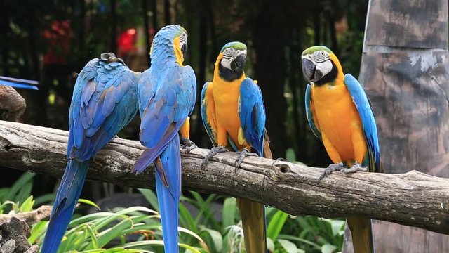 Blue and Yellow Macaw Parrot in nature, Thailand, close up