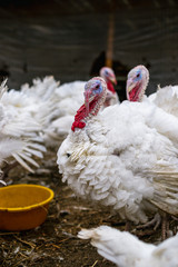 Breeding turkeys on a farm.