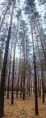 Trees in the pine forest.