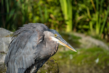 Great blue heron looking at the pond under the sun close up