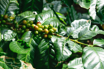 Coffee tree