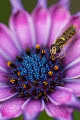 fruit fly in the centre of pink flower close up