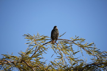 Desert birds tend to be much more abundant where the vegetation is lusher and thus offers more insects, fruit and seeds as food.  Where the Arizona cities of Phoenix, Scottsdale, Tucson and Mesa