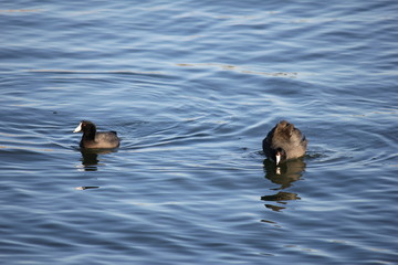 Desert birds tend to be much more abundant where the vegetation is lusher and thus offers more insects, fruit and seeds as food.  Where the Arizona cities of Phoenix, Scottsdale, Tucson and Mesa