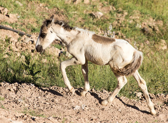 A little horse runs in the nature