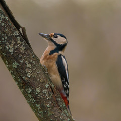 Wildlife photo, woodpecker on old wood, Slovakia forest, Europe