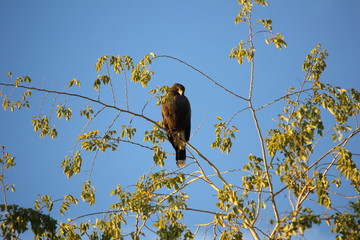Desert birds tend to be much more abundant where the vegetation is lusher and thus offers more insects, fruit and seeds as food.  Where the Arizona cities of Phoenix, Scottsdale, Tucson and Mesa