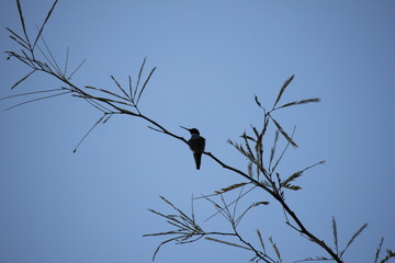 Desert birds tend to be much more abundant where the vegetation is lusher and thus offers more insects, fruit and seeds as food.  Where the Arizona cities of Phoenix, Scottsdale, Tucson and Mesa
