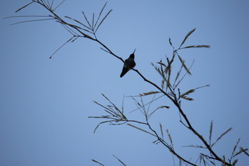 Desert birds tend to be much more abundant where the vegetation is lusher and thus offers more insects, fruit and seeds as food.  Where the Arizona cities of Phoenix, Scottsdale, Tucson and Mesa
