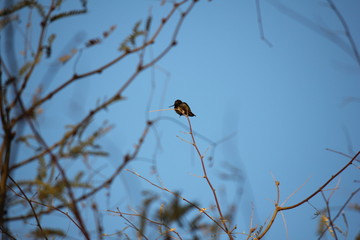 Desert birds tend to be much more abundant where the vegetation is lusher and thus offers more insects, fruit and seeds as food.  Where the Arizona cities of Phoenix, Scottsdale, Tucson and Mesa