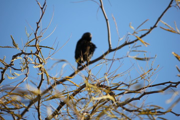 Desert birds tend to be much more abundant where the vegetation is lusher and thus offers more insects, fruit and seeds as food.  Where the Arizona cities of Phoenix, Scottsdale, Tucson and Mesa